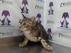 Adopt a Brown Tabby Domestic Shorthair / Mixed (short coat) cat in Orlando