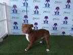 Adopt ROSCO a Brown/Chocolate - with White American Pit Bull Terrier / Mixed dog