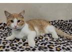 Adopt MELVIN a Orange or Red Tabby Domestic Shorthair / Mixed (short coat) cat