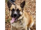 Adopt Toby a Tan/Yellow/Fawn - with Black German Shepherd Dog / Mixed dog in