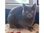 Adopt Lily a Gray or Blue Domestic Shorthair / Domestic Shorthair / Mixed cat in