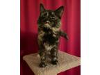 Adopt Mittens a Tortoiseshell Domestic Shorthair (medium coat) cat in Barrington