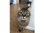 Adopt Betty a Brown or Chocolate American Shorthair / Mixed (short coat) cat in