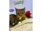 Adopt Larry a Brown or Chocolate Domestic Shorthair / Domestic Shorthair / Mixed