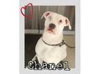 Adopt Chanel a White Boxer / Mixed dog in Homewood, IL (33755933)