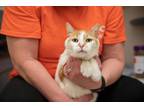 Adopt Heather a Orange or Red (Mostly) Domestic Shorthair / Mixed cat in New