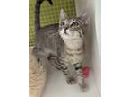 Adopt Steve a Brown Tabby Domestic Shorthair / Mixed (short coat) cat in Spring
