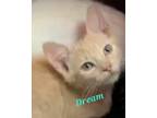 Adopt Dream a Orange or Red Tabby Domestic Shorthair / Mixed (short coat) cat in
