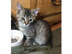 Adopt Branch a Brown or Chocolate (Mostly) Domestic Shorthair cat in mishawaka