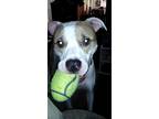 Adopt Buddy a White - with Brown or Chocolate American Pit Bull Terrier / Mixed