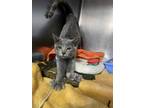 Adopt Diana a Gray or Blue Domestic Mediumhair / Domestic Shorthair / Mixed cat
