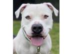 Adopt Phantom a White American Pit Bull Terrier / Mixed dog in Blackwood