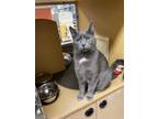 Adopt Grey Boy a Gray or Blue Domestic Shorthair (short coat) cat in Barrington