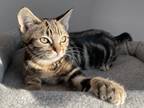 Adopt BELLA a Brown Tabby Bengal (short coat) cat in Sacramento, CA (33755778)