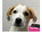 Adopt Cottonball a White Mixed Breed (Medium) / Mixed dog in Munster
