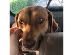 Adopt Mika a Red/Golden/Orange/Chestnut Labrador Retriever / Mixed dog in