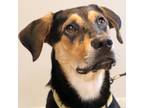 Adopt Villa a Black Mixed Breed (Large) / Mixed dog in Lansing, MI (28573251)