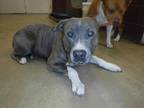 Adopt GHOST a Brown/Chocolate American Pit Bull Terrier / Mixed dog in Sanford
