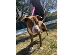 Adopt DUSTY a Brown/Chocolate - with White American Pit Bull Terrier / Mixed dog