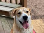 Adopt GRIZZLY a Brown/Chocolate - with White Labrador Retriever / Mixed dog in