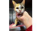 Adopt CHOLULA a Calico or Dilute Calico Domestic Shorthair / Mixed (short coat)