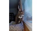Adopt Bruno a Gray or Blue Chartreux / Mixed (short coat) cat in Shorewood