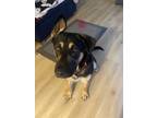 Adopt Sye a Brown/Chocolate - with Black German Shepherd Dog / Mixed dog in Los