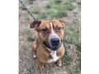 Adopt Milo a Pit Bull Terrier dog in Dickson, TN (33751867)