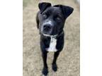 Adopt Marti a Black - with White Labrador Retriever / Mountain Cur dog in