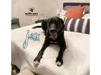 Adopt Jax a Black - with White Great Dane / Shepherd (Unknown Type) dog in