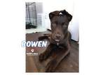 Adopt The B Litter: Bowen a Brown/Chocolate Catahoula Leopard Dog dog in Council