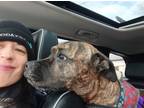 Adopt Silly Milly a Brindle American Staffordshire Terrier / Mixed dog in
