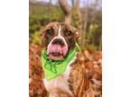 Adopt pinkie a Brindle - with White American Pit Bull Terrier / Boxer / Mixed