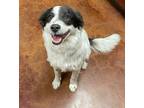 Adopt Jango a White - with Black Border Collie dog in Wolcott, CT (33755222)