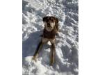 Adopt Argo a Brown/Chocolate Labrador Retriever / Mixed dog in Moncton