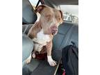Adopt Toffee a Tan/Yellow/Fawn - with White Pit Bull Terrier / Mixed dog in