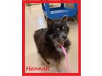 Adopt Hannah a Black Pomeranian / Mixed dog in Columbia, SC (33638082)