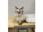 Adopt Betty White a Gray or Blue Siamese / Domestic Shorthair / Mixed (short