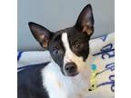 Adopt Peekaboo a White Mixed Breed (Small) / Mixed dog in Lansing, MI (33755085)