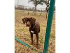 Adopt Pecan a Brown/Chocolate Labrador Retriever / Mixed dog in Violet