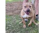 Adopt Gemini A Tan/Yellow/Fawn American Pit Bull Terrier / Mixed Dog In