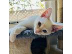Adopt Louie a Orange or Red Siamese / Mixed cat in Long Beach, CA (33754932)