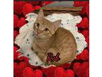 Adopt Rob a Orange or Red Tabby Domestic Shorthair (short coat) cat in