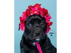 Adopt Chloe A Black Labrador Retriever / Mixed Dog In Memphis, TN (33754920)