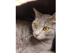 Adopt Sweetie Pie a Gray or Blue Domestic Shorthair / Domestic Shorthair / Mixed
