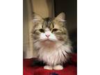 Adopt Aquata A Persian / Mixed Cat In Cottonwood, AZ (33754554)