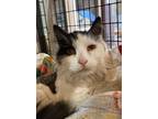 Adopt Kano A Domestic Mediumhair / Mixed Cat In Cottonwood, AZ (33754555)