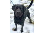 Adopt Major a Black Labrador Retriever / Mixed dog in Chester Springs