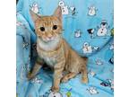 Adopt Finale a Orange or Red Domestic Shorthair / Mixed (short coat) cat in