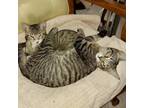 Adopt Gleeful Siblings Alice & Cooper a Brown Tabby Domestic Shorthair / Mixed